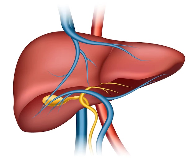 human-liver-structure-organ-human-medical-science-health-internal_1284-42361.jpg_副本.jpg